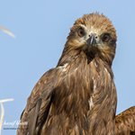 Birds of Sindh.