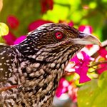 Birds of Sindh.