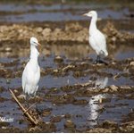 Birds of Sindh.