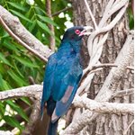 Birds of Sindh.