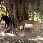 Karachi Zoological Garden