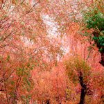 Karimabad Hunza Gilgit Baltistan