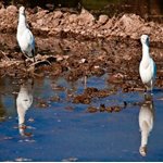 Birds of Sindh.