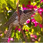 Birds of Sindh.