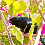 Birds of Sindh.