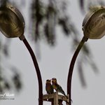 Birds of Sindh.