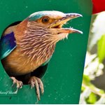 Birds of Sindh.