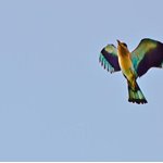 Birds of Sindh.