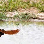 Birds of Sindh.