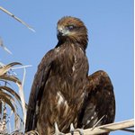 Birds of Sindh.