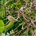 Birds of Sindh.