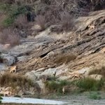 Ibex at Hingol river.