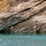 Ibex at Hingol river.