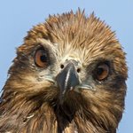 Where Eagles dare.