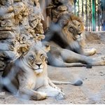 Karachi Zoological Garden