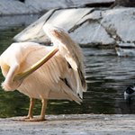 Karachi Zoological Garden.