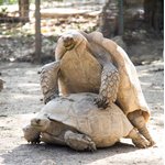 Tortoise mating - Karachi Zoological Garden