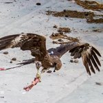 Eagle picking up meat.