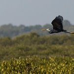 Birds of Sindh