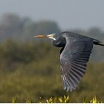 Birds of Sindh