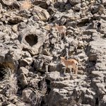 Ibex in Pakistan
